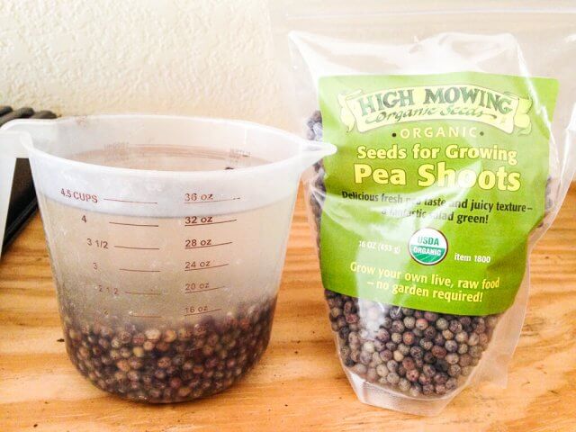 how to grow pea shoots-8203