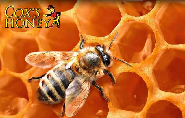 One Year Supply of the Best Honey in the World