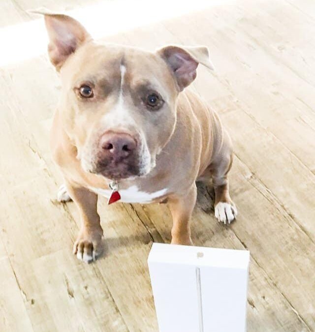 Apple iPad Giveaway