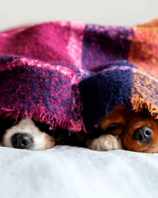 puppies under a blanket