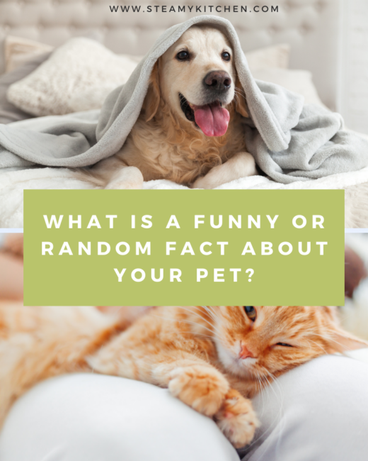 What is a funny or random fact about your pet?