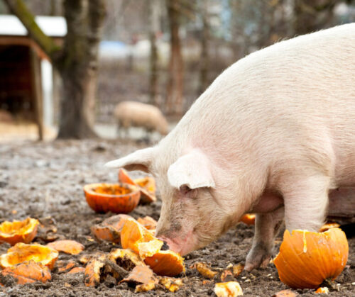 Pig and chicken farms are a great way to recycle old pumpkins.
