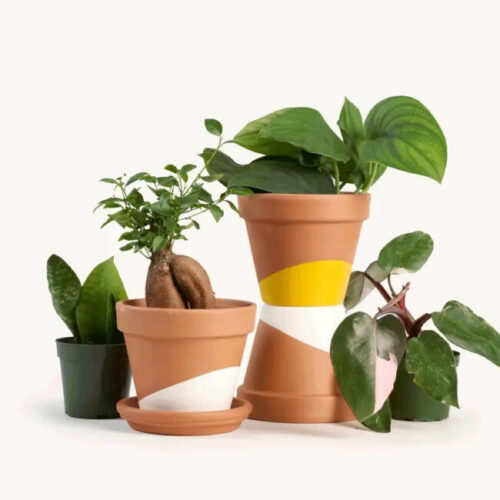 A variety of indoor plants nestled in uniquely painted terracotta pots.