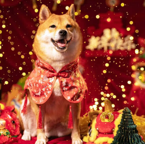 Lunar New Year acquisition  for your dog