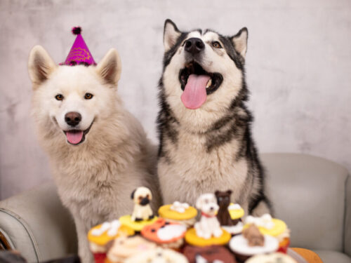 Chinese New Year dog birthdays
