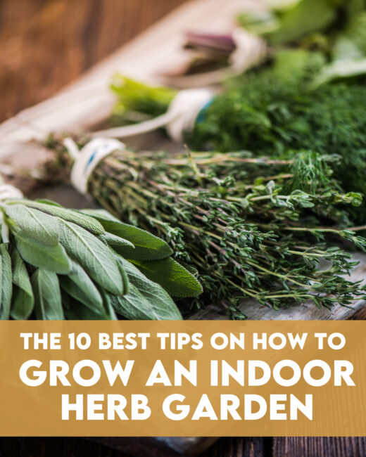 10 Best Tips On How To Grow An Indoor Herb Garden