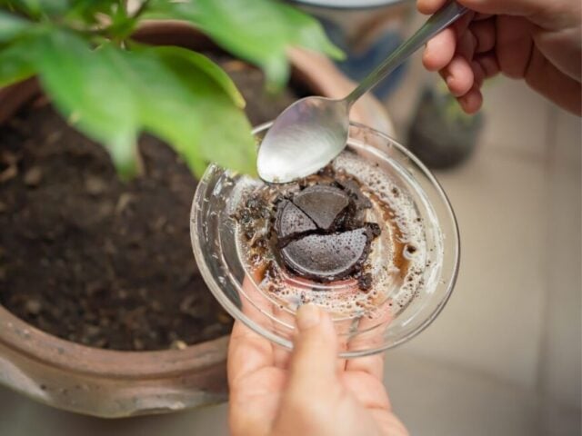 Coffee grounds in my plants