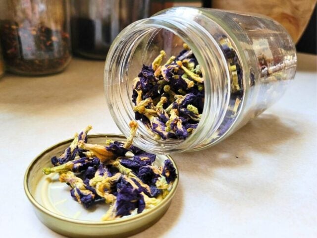 butterfly pea angiosperm  tea