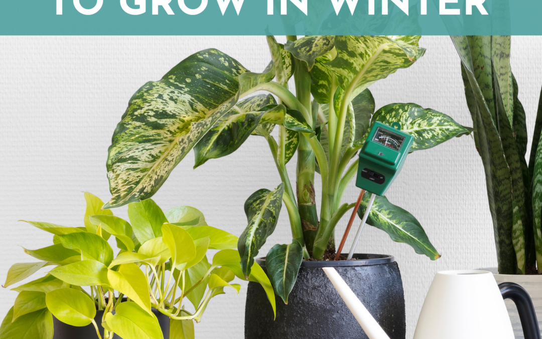 10 Easy Indoor Plants to Fend Off the Winter Blues