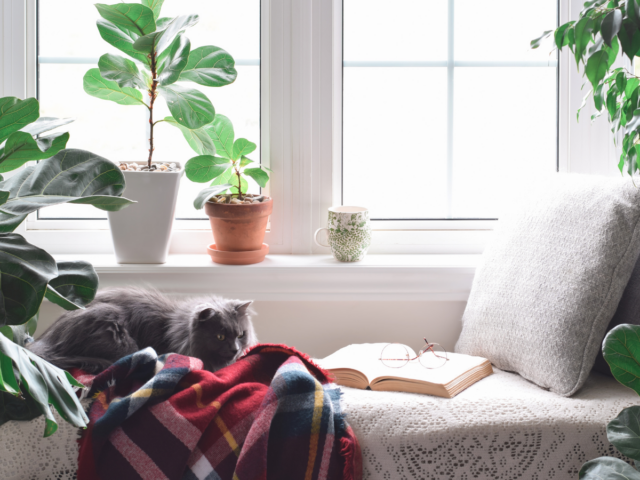 book nook with cat