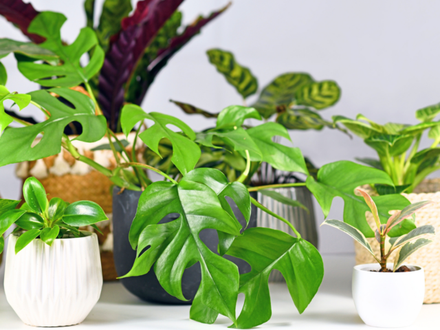 houseplants to grow