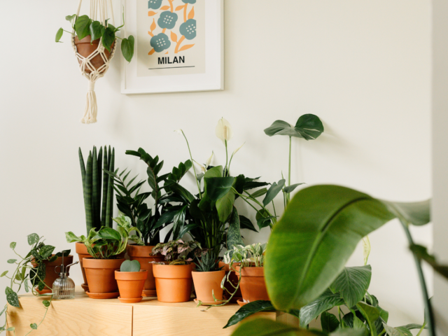 indoor houseplants