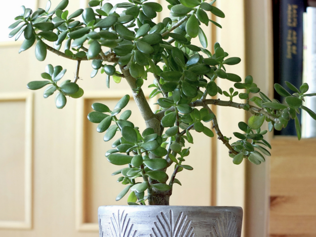 jade plant