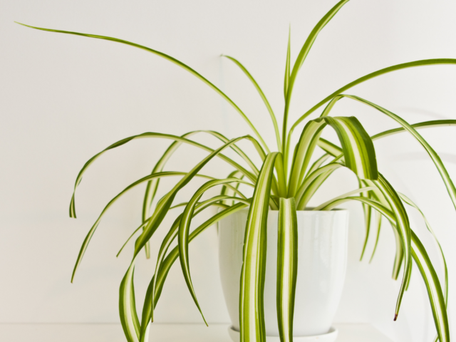 spider plant