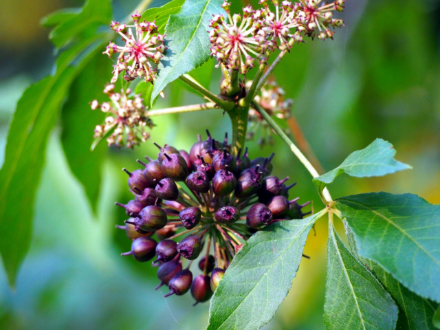 Siberian Ginseng