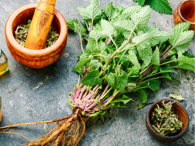 lemon balm