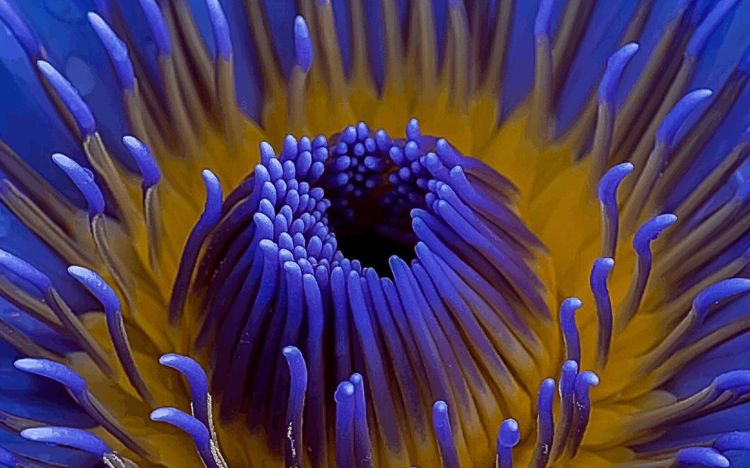 Blue Lotus: A “Legal Psychedelic” (and How to Make a Blue Lotus Mocktail)