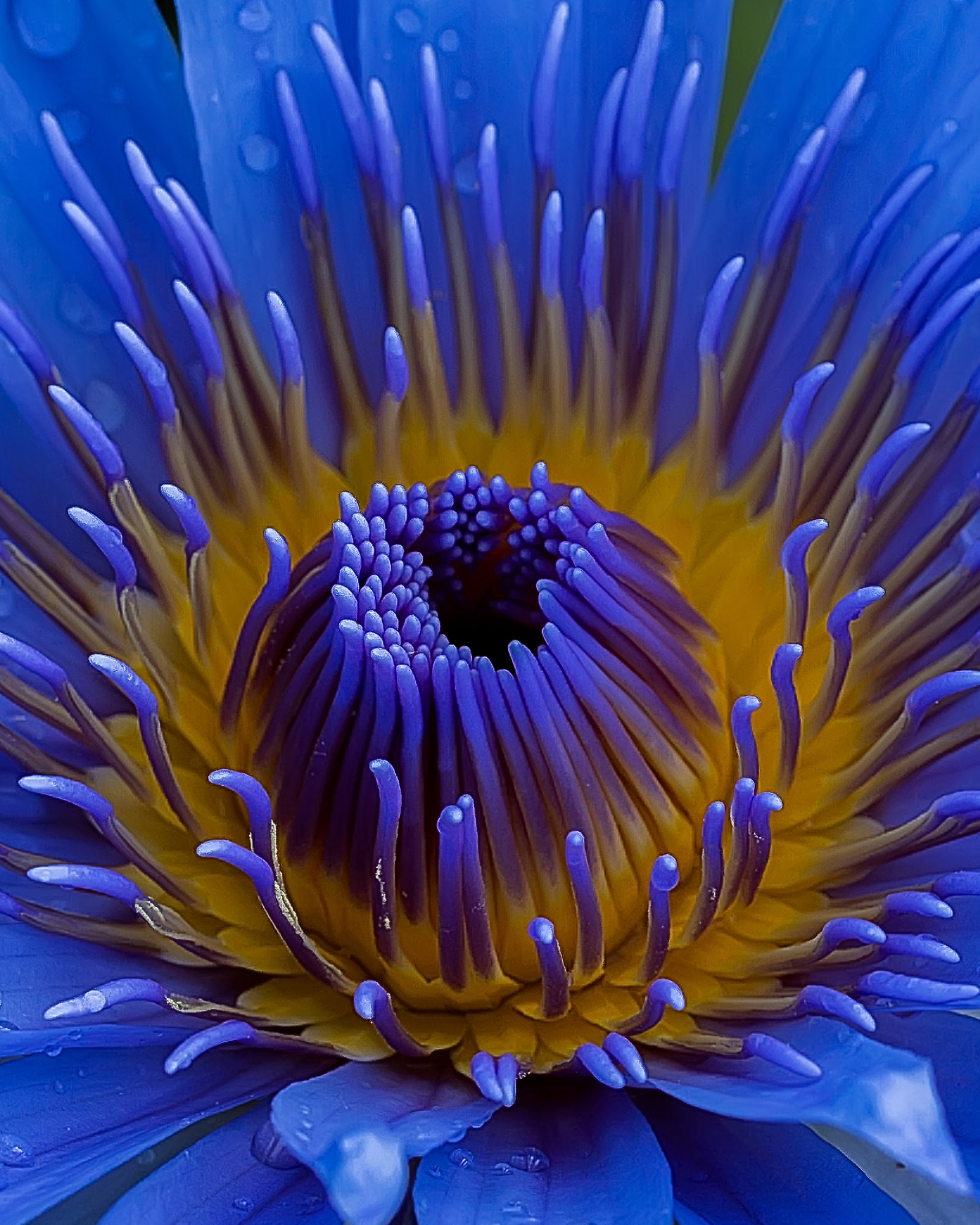 Blue Lotus: A “Legal Psychedelic” (and How to Make a Blue Lotus Mocktail)