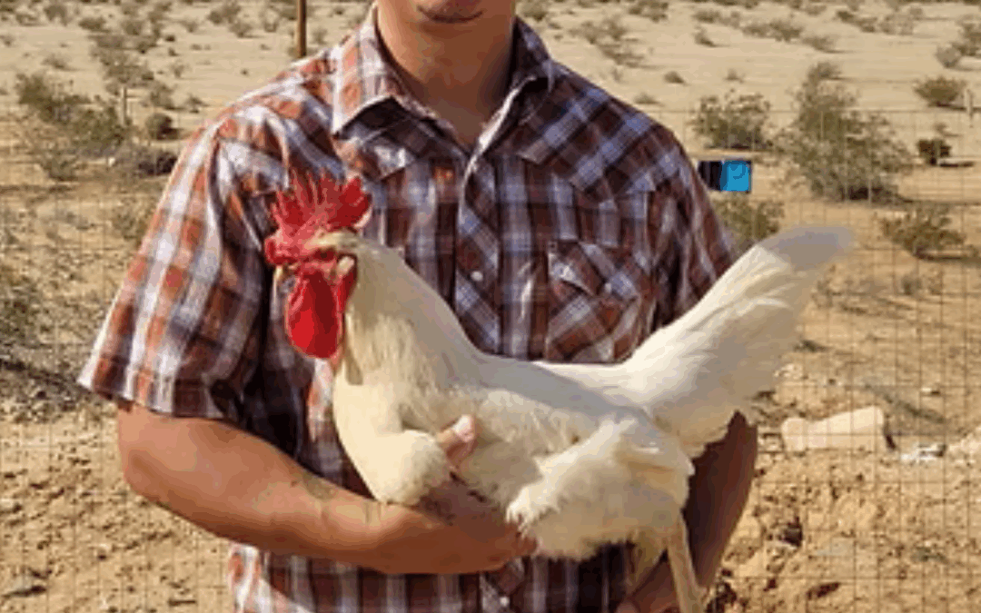 Best of Vegas: Korean Food, Chimichurri Sandwiches, & Farm Fresh Chickens